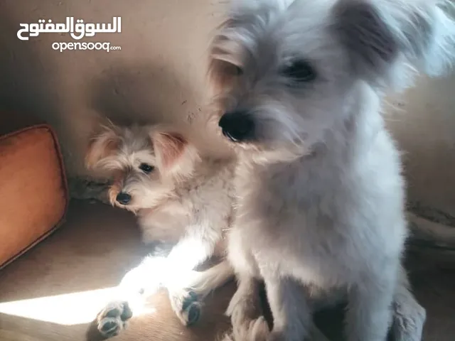 2 كلاب امريكي للبيع بسعر مغري17 الف يمني بس