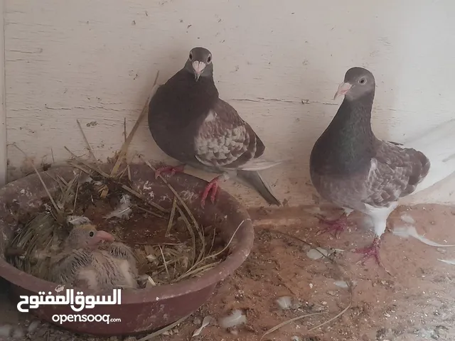 كوبية زاجل جانبو
