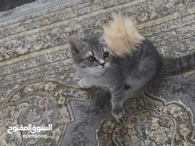 قط ذكر سكوتش