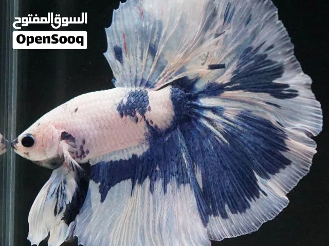 مطلوب سمكه فايتر