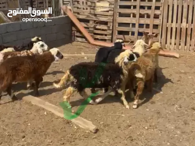 كباشة محلية