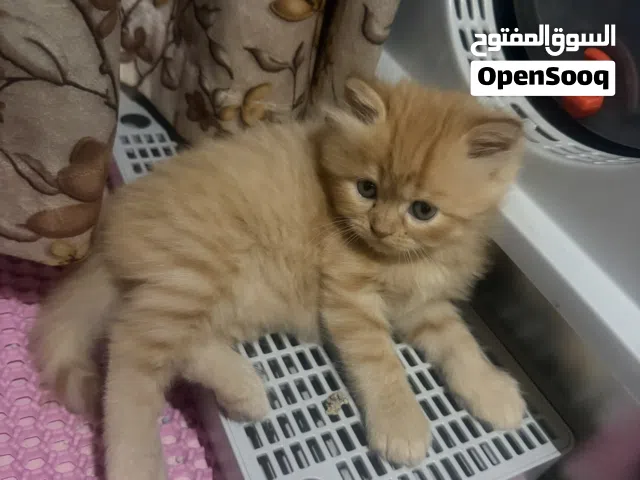 عمرهم شهر 1month