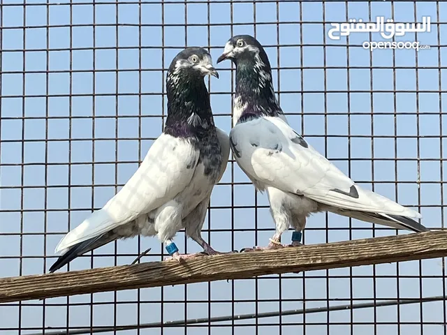 زوج باكستاني تيدي للبيع