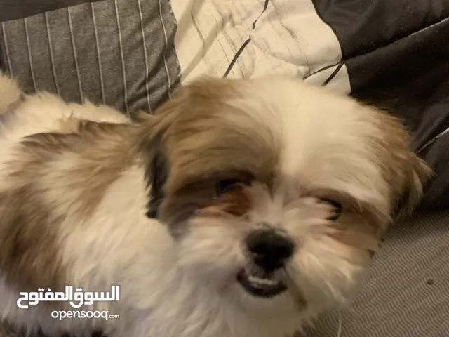 كلب شيتزو الاسم تيكو العمر 12 شهر