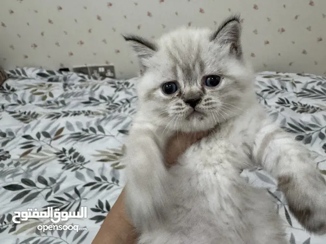 قطط هملايا بيور ذكر واحد واناث اثنين