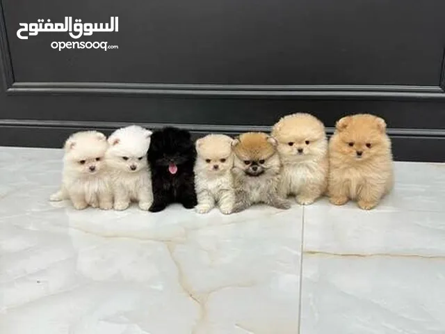 Teacup Pomeranian Puppies