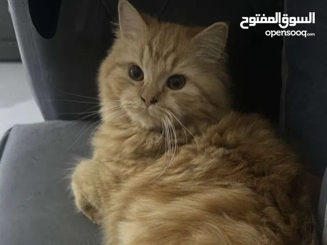 قطوة انثى شيرازية للتبني