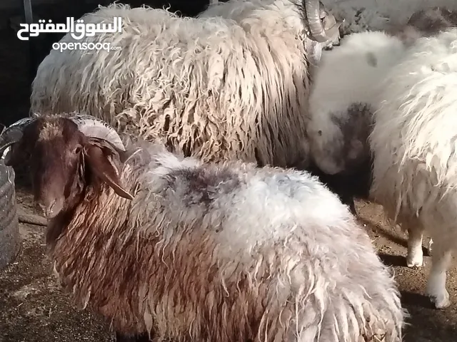 ضحايا للبيع