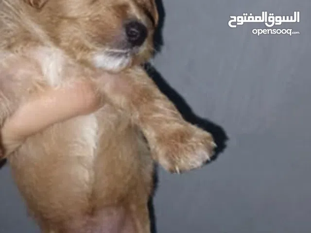 ليكانيش للبيع