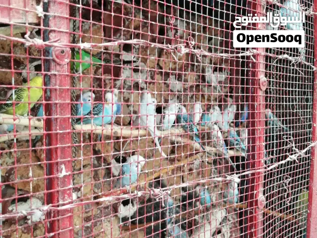 طيور حب نقي اي جوز بعجبك 10 دنانير كلها باذن الله مكفولة شهر كامل ، كلها مكفوله ومتاح كل الالوان