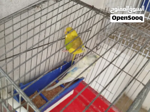 كوبيه بقلينو للبيع