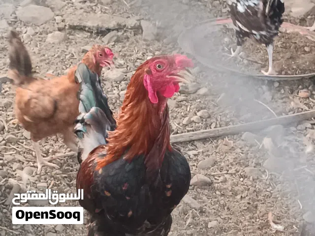 ديك باكستاني للبيع