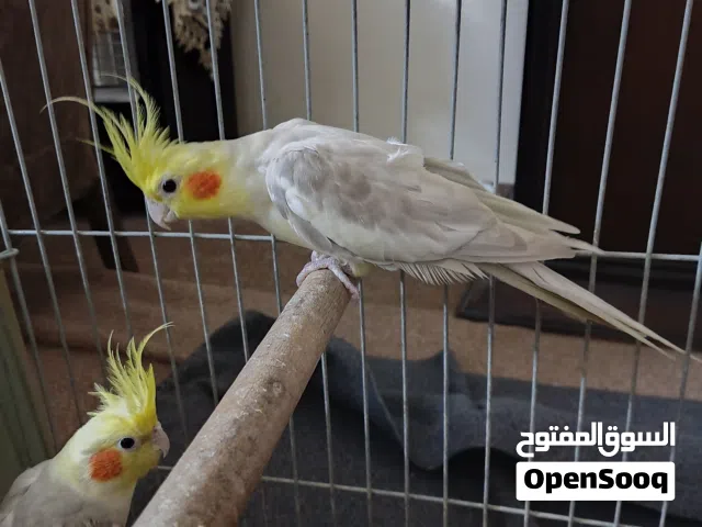 جوز ككتيل اليف شغال للبيع