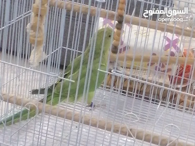دره لبيع في لبن لبيع ب أغراض أو بدون