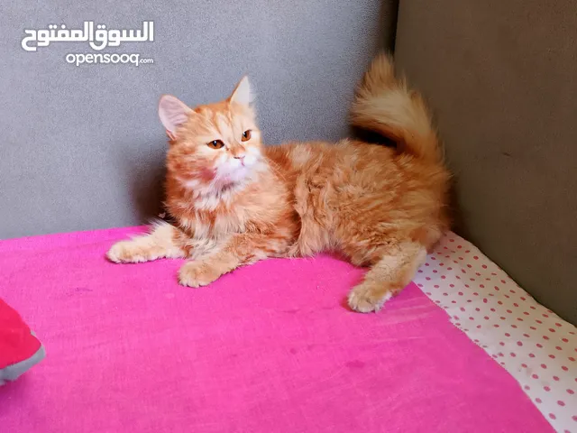 قطه شيرازي بيور