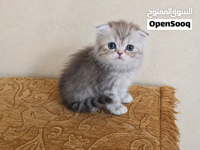 تواصل واتساب  قطط سكوتش فولد وهملايا