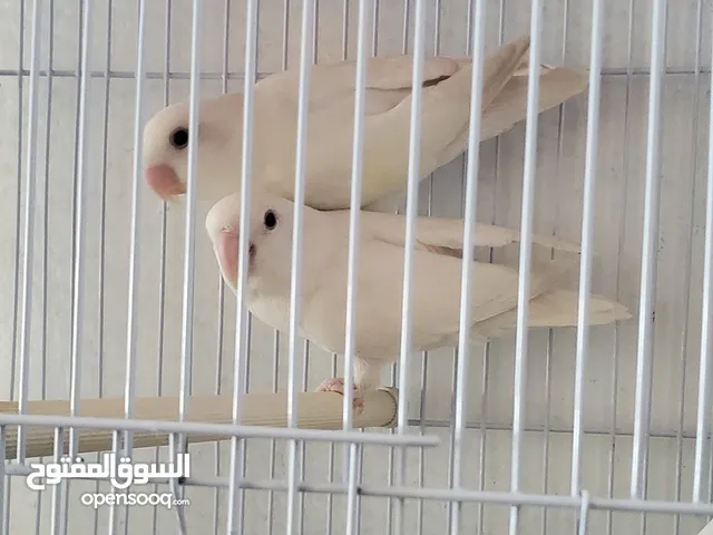 زوج روز أبيض عيون حمر آباء منتجين