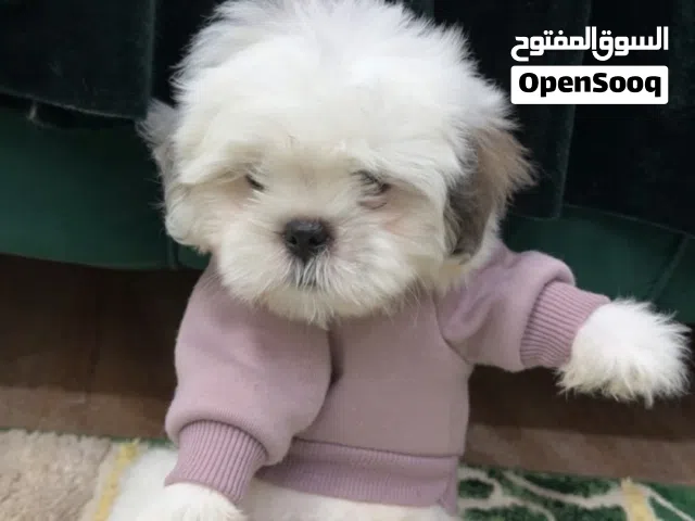 كلبين شيتزو بيرو