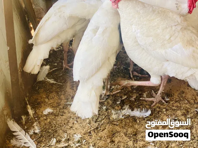 سلام عليكم ورحمة الله وبركاته