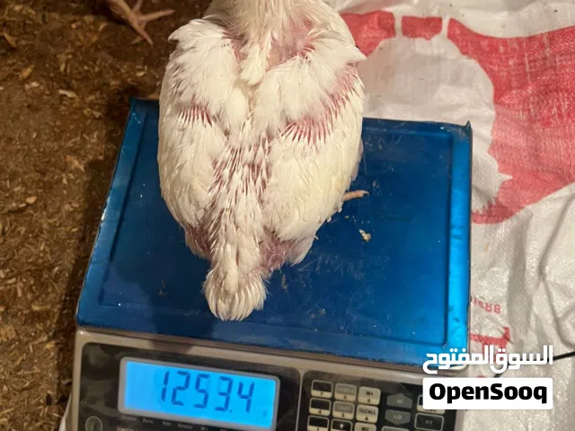دجاج لاحم 28 يوم ووزنه 1300-