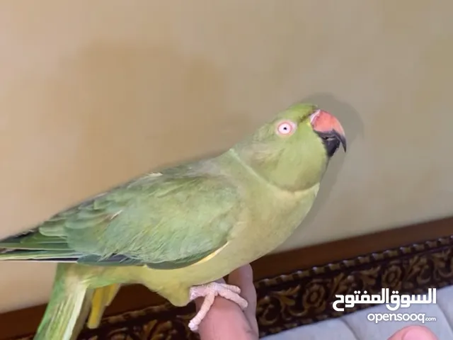 متو هندي 5 سنوات مافيه عض نهائي