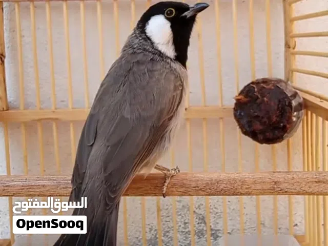 بلبل وحشي فول تغريد