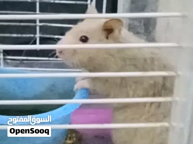 هامستر للبيع