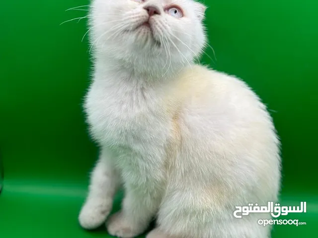 Scottish Fold Female