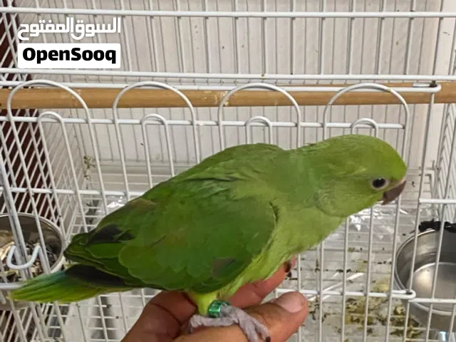 ببغاء درة مروض