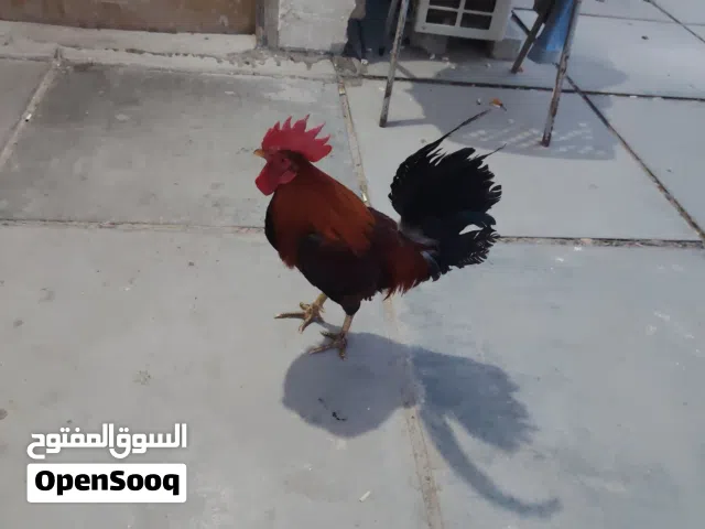 دجاجه كاركه او ديج او بيها محال