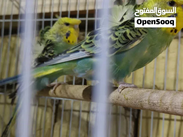 زوج طير حب هجرموه طير بصحه جيده امايه  بيضه طيور خير من الله وصف مهم