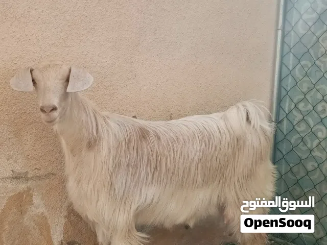 للبيع شاه جاموديه