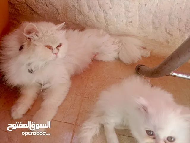 قطة انثي وابنها للبيع
