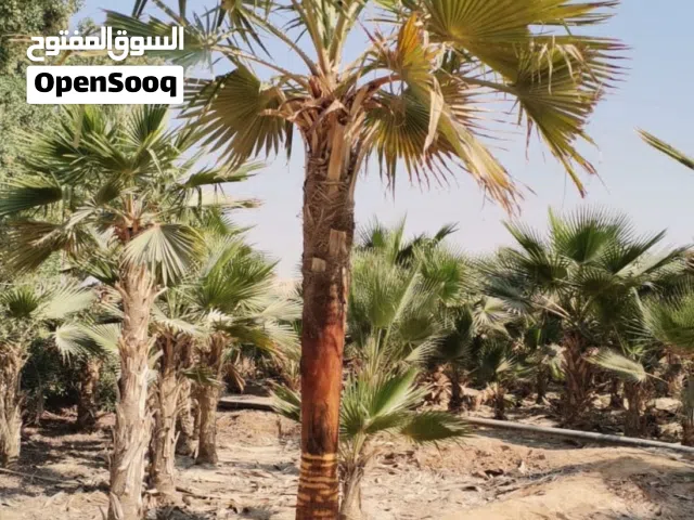 نخيل ملوكي نخيل واشنطني نارجيل جوز الهند