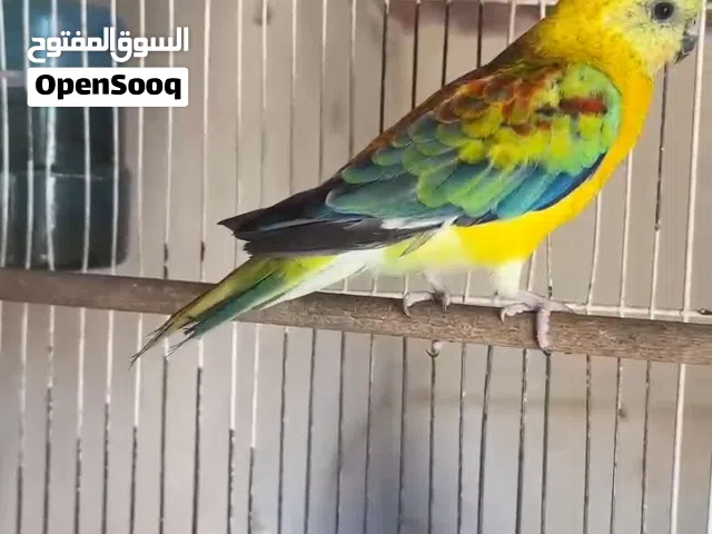 اللهم زد وبارك  زوز دكوره النوع رد رام طفراه سعر الدكر 430