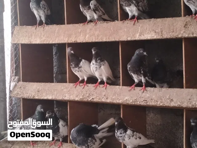 للبيع حمام باكستاني ناااااار وشرار