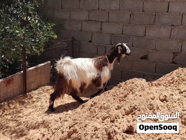 بسم الله توكلنا على الله عنز هجين حايل للبيع سنها سداد حليبها ممتاز السعر المطلوب 1400 دينار