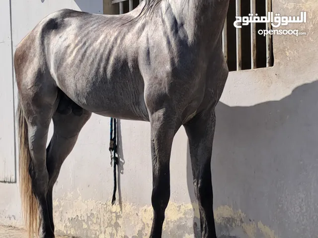 حصان فحل اسباني مخلوط