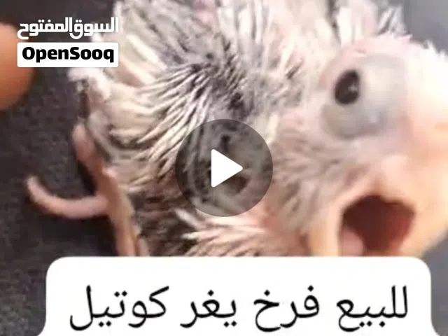 فرخ كوتيل البينو فراشه