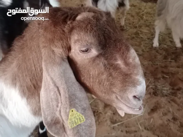 Pakisthani goat