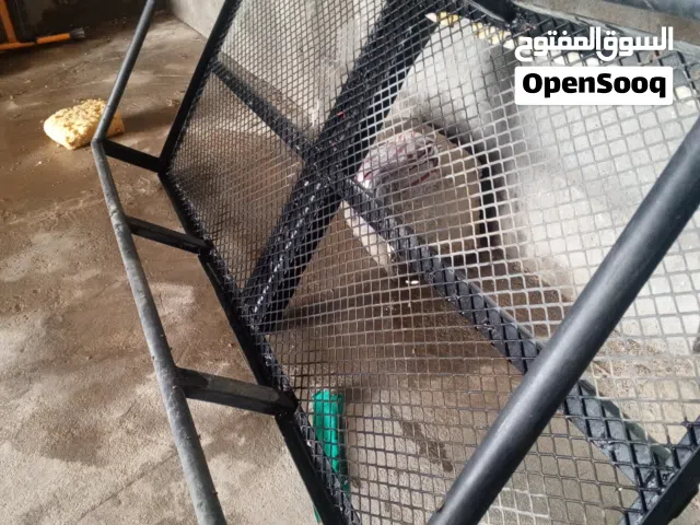 سله للبيع ب