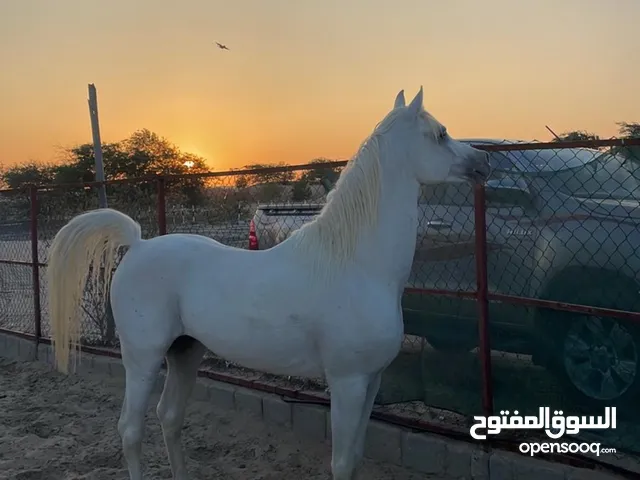 حصان مصري بيور  على السوم