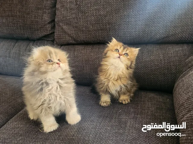 قطط صغيرة هاف سكوتش فولد