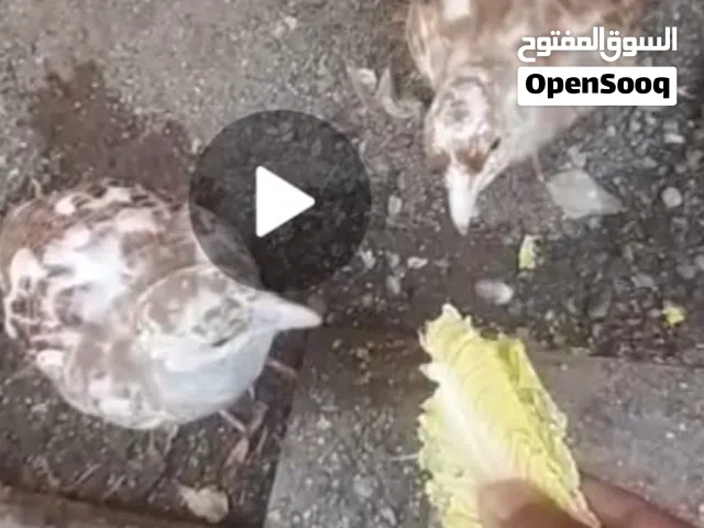 صفارد لون ابيض