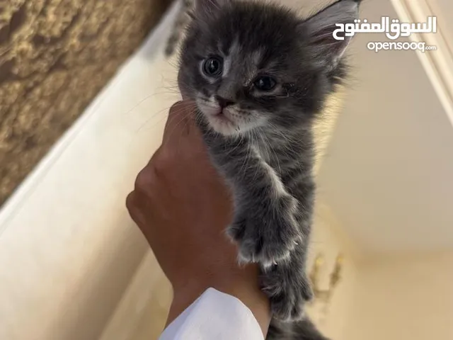ماين كون انثى