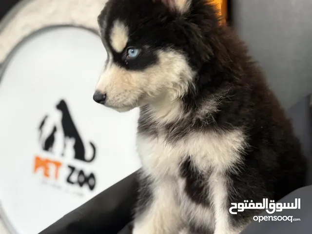 كلاب للبيع