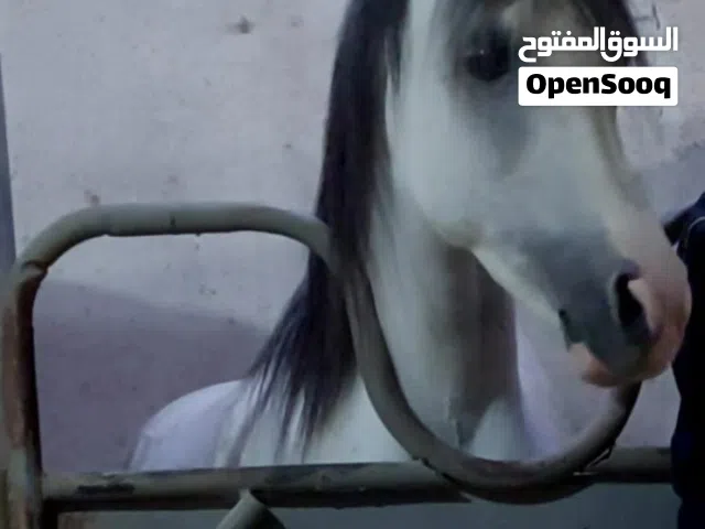 فرس عربية واهو مسجلة