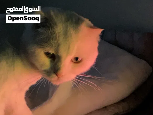 سكوتش فولد وايت