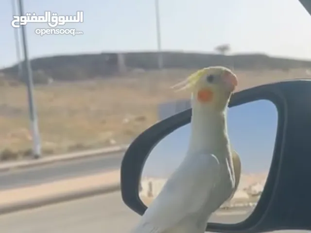 ذكر كوكتيل