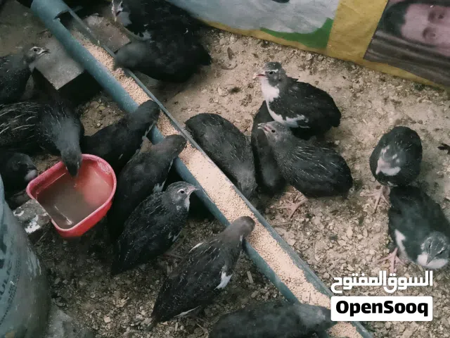 سمان توه بدن يبيضن وديج